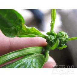 【蔬菜抗性蓟马总结以及防御妙招黄蓟马药,黑蓟马杀虫剂批发,蔬菜蓟马药】-
