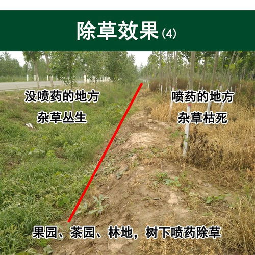 草铵膦除草剂草胺磷果园牛筋草小飞蓬除草神器一扫光烂根农药批发